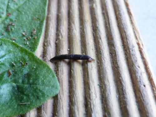 Réf. 207 516 : Coleophora albitarsella